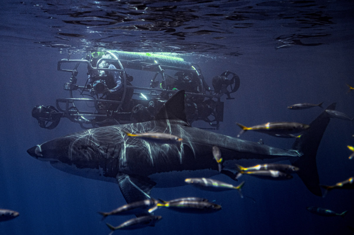 Guadalupe Island Mexico Diving Shark 7