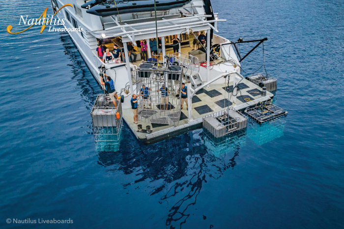 Guadalupe Island Mexico Diving Shark 11