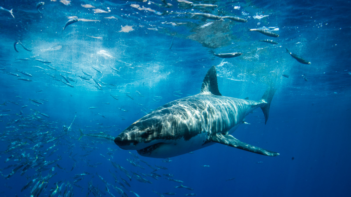 Guadalupe Island Mexico Diving Shark Banner