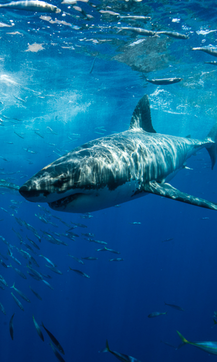 Guadalupe Island Mexico Diving Shark Portrait