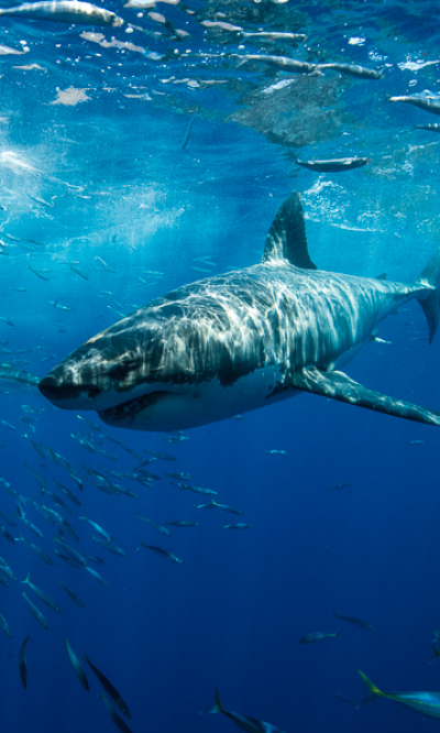 Guadalupe Island Mexico Diving Shark Portrait