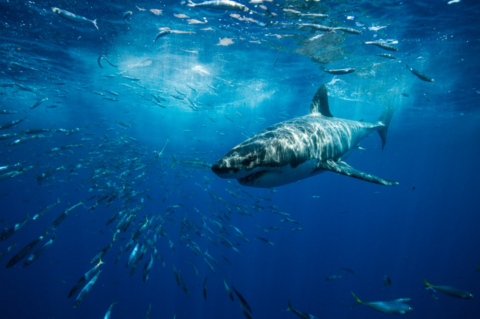 Guadalupe Island Mexico Diving Shark