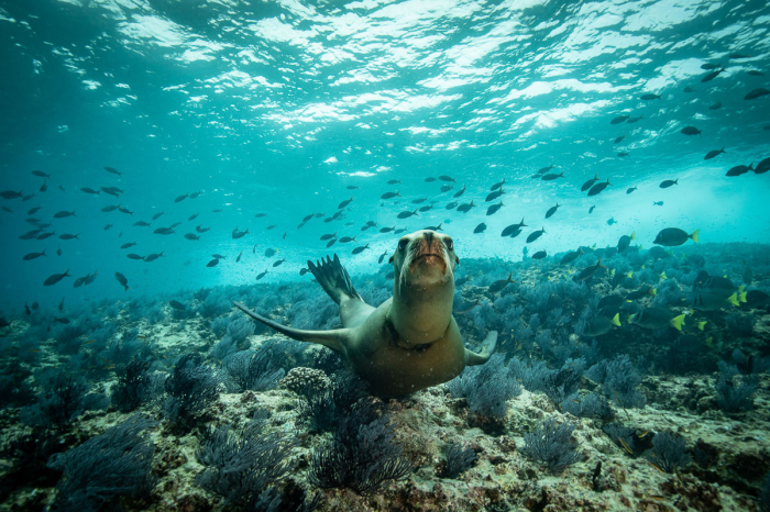 Sea Cortez Mexico Diving 5