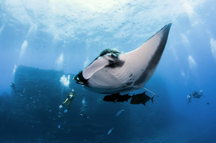 Socorro Islands Revillagigedo 2