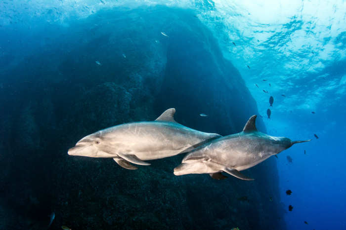 Socorro Islands Revillagigedo 4