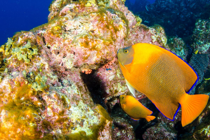 Socorro Islands Revillagigedo 7