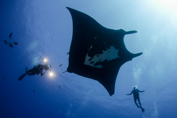 Socorro Islands Revillagigedo 8
