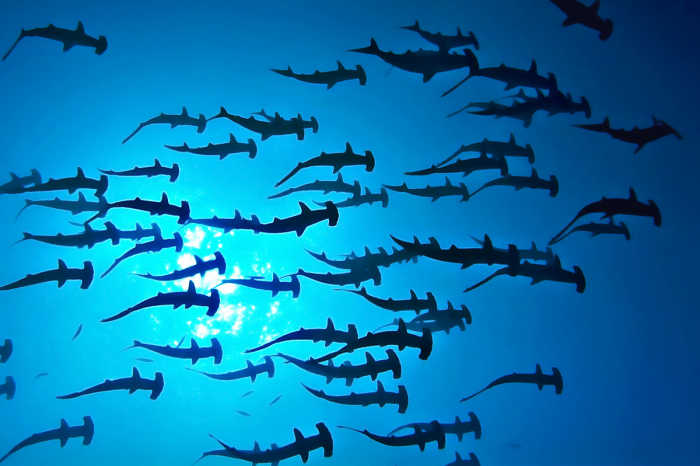 Socorro Islands Revillagigedo 10