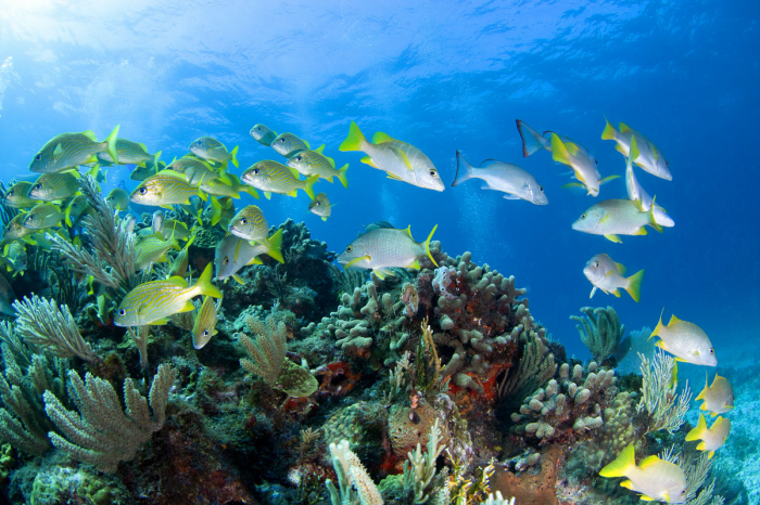 Cancun Isla Mujeres Scuba Diving Mexico 5