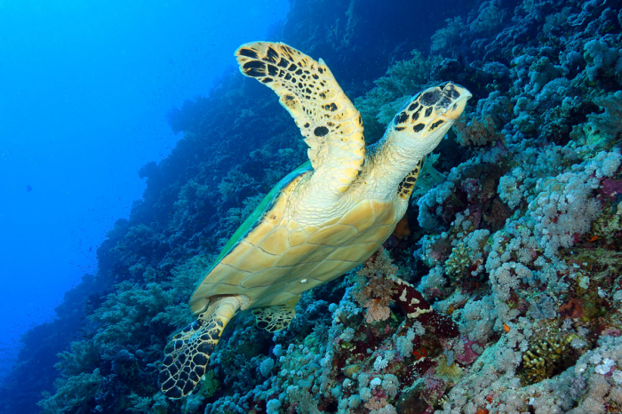 Cancun Isla Mujeres Scuba Diving Mexico 7