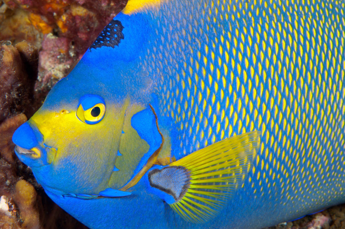 Cancun Isla Mujeres Scuba Diving Mexico 8