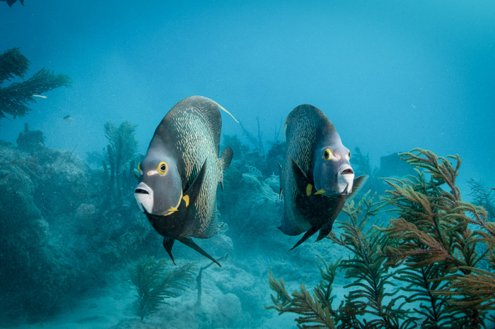 Cancun Isla Mujeres Scuba Diving Mexico 11