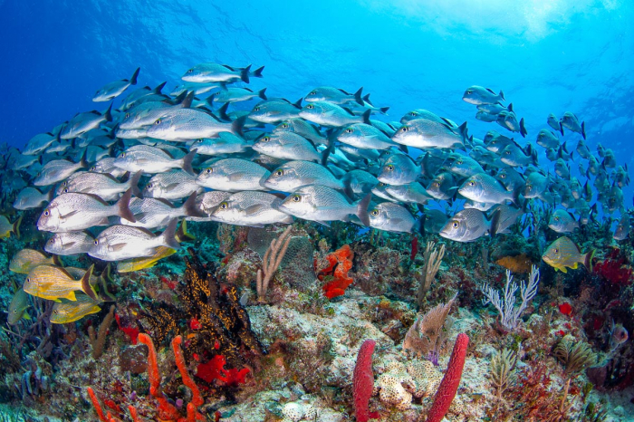 Cozumel Playa Del Carmen Scuba Diving Mexico 11