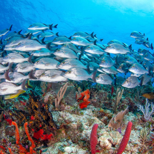 Cozumel Playa Del Carmen Scuba Diving Mexico 11