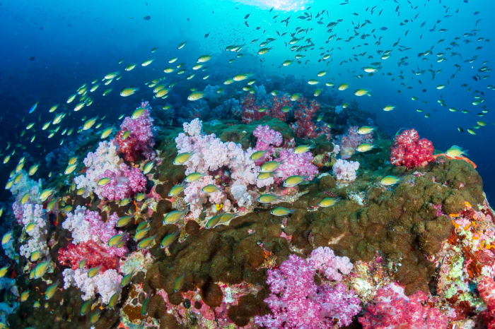 Mergui Archipelago Scuba Diving