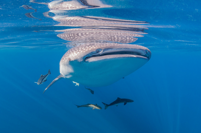 Oman Musandam Scuba Diving 2