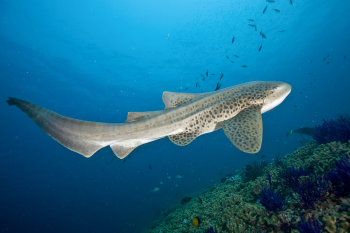 Oman Musandam Scuba Diving 3