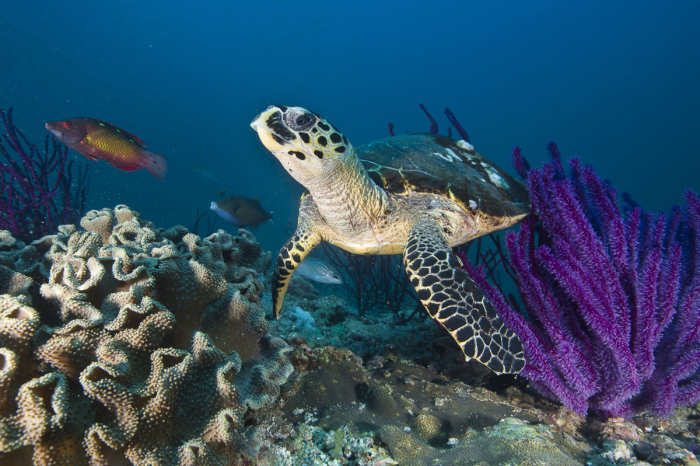Oman Musandam Scuba Diving 6