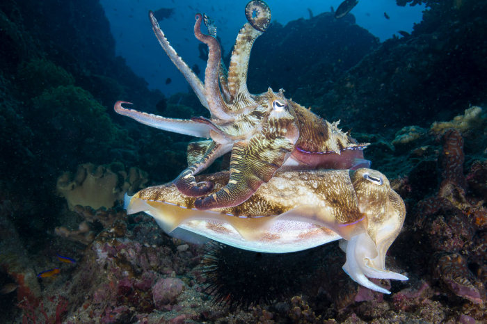 Oman Musandam Scuba Diving 7