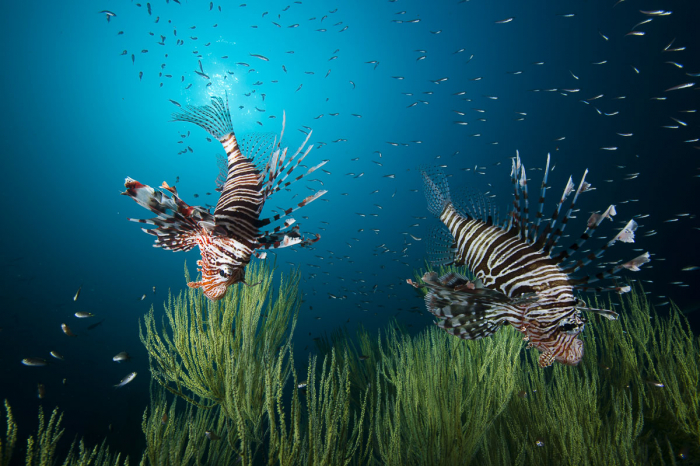 Oman Musandam Scuba Diving 10