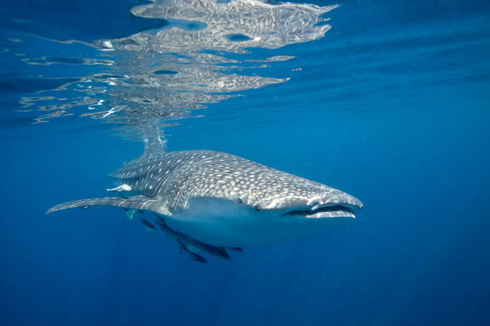 Oman Musandam Scuba Diving 12