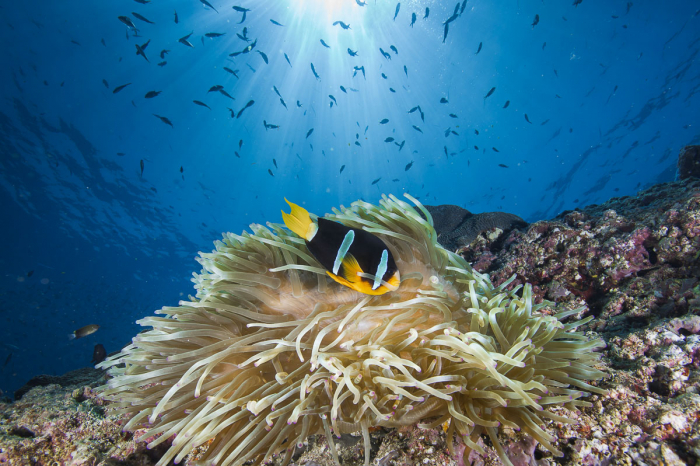 Oman Musandam Scuba Diving 14