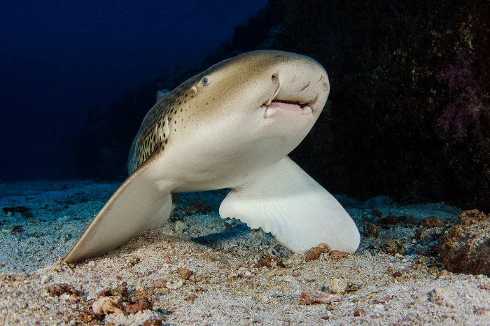 Oman Musandam Scuba Diving 17