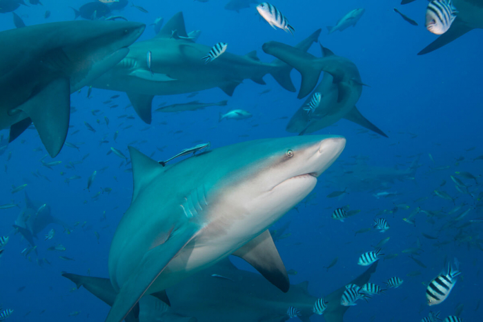 Fiji shark diving