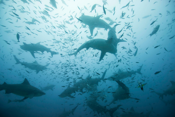 Fiji shark diving