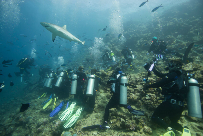 Fiji shark diving