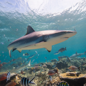 Reef shark Fiji