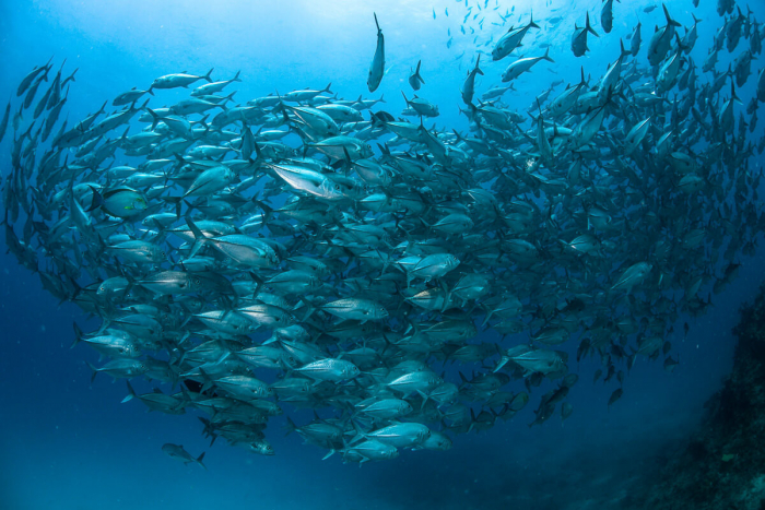 Schooling fish Fiji