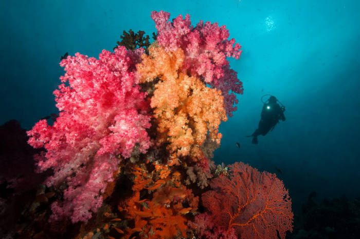 Fiji soft corals and diver