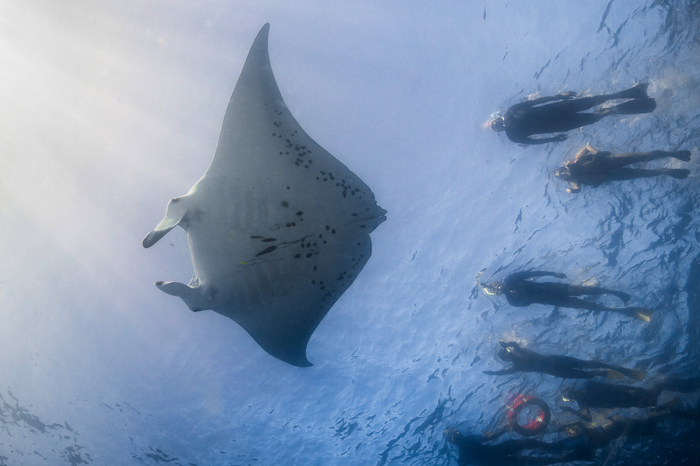 Barefoot Manta Fiji Diving 4