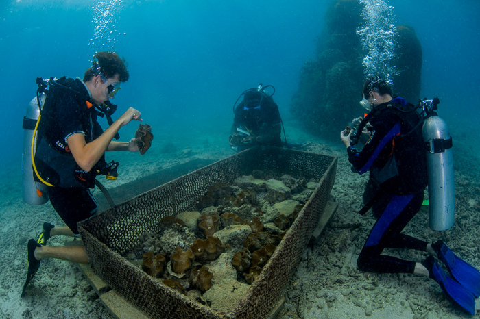 Barefoot Manta Fiji Diving 20