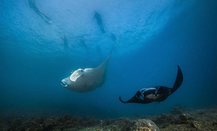 Guided Manta Ray Snorkel Tour Barefoot Manta