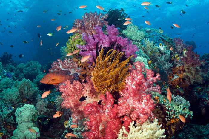 Vanua Levu Taveuni Blight Water Scuba Diving 3