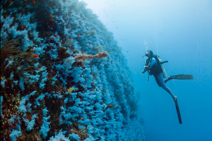 Vanua Levu Taveuni Blight Water Scuba Diving 6