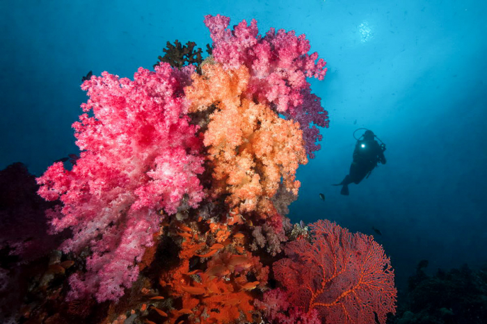 Vanua Levu Taveuni Blight Water Scuba Diving 9