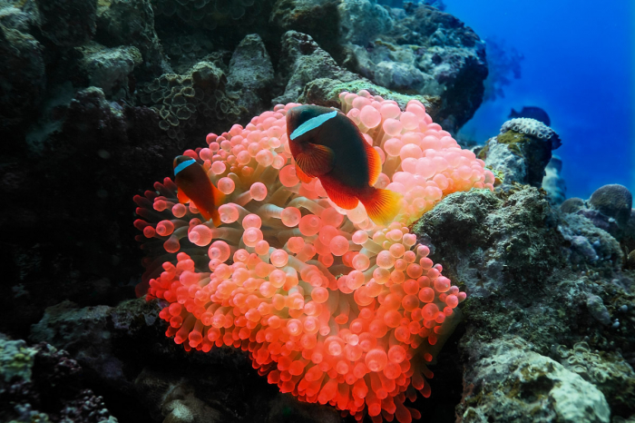Vanua Levu Taveuni Blight Water Scuba Diving 10