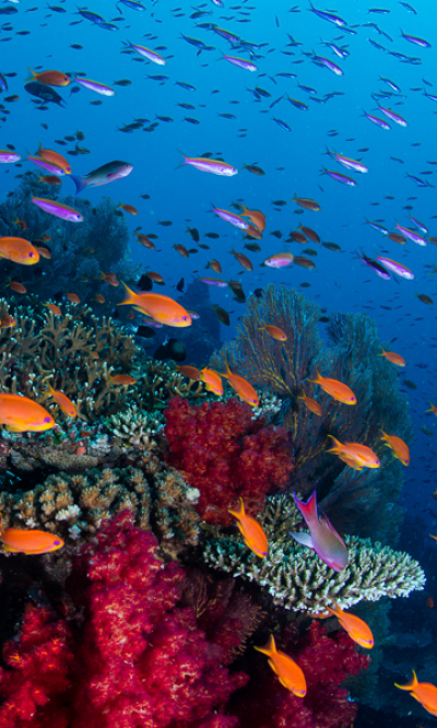 Vanua Levu Taveuni Blight Water Scuba Diving Portrait