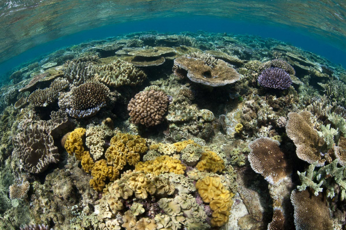 Beqa Viti Levu Kadavu Fiji Diving 4