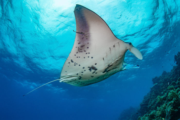 Beqa Viti Levu Kadavu Fiji Diving 10