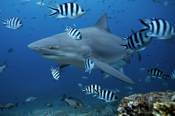 Yasawa Mamanuca Islands Diving Fiji 4