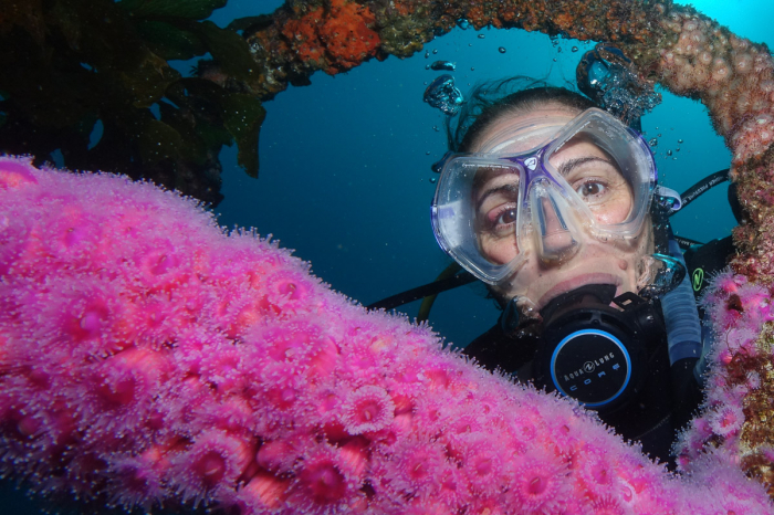 Bay Of Islands New Zealand Scuba Diving 4