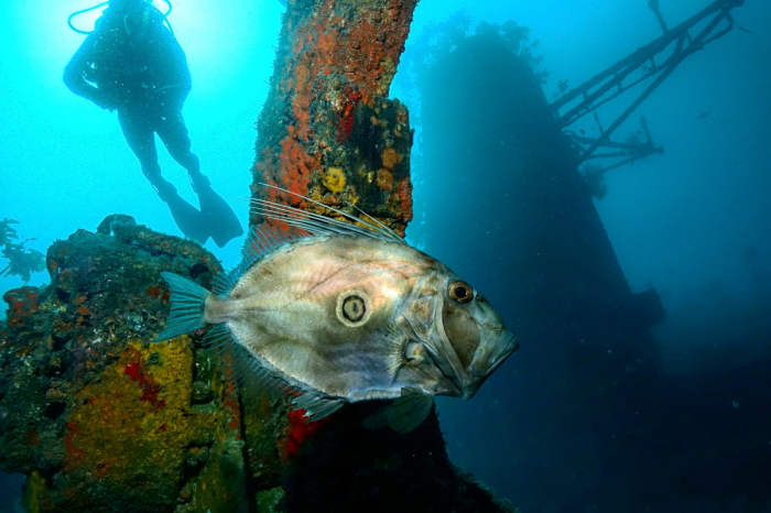 Bay Of Islands New Zealand Scuba Diving 8