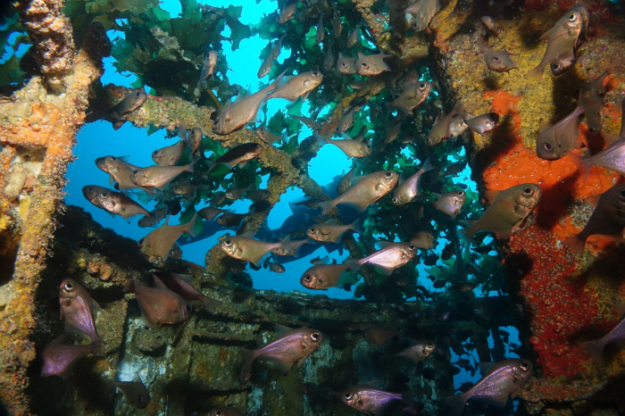 Bay Of Islands New Zealand Scuba Diving 10