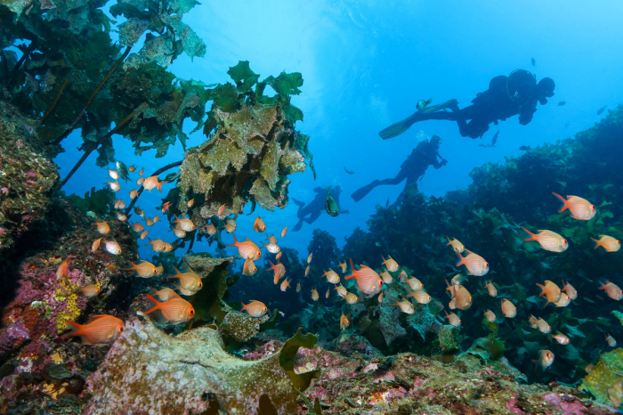 Bay Of Islands New Zealand Scuba Diving 11