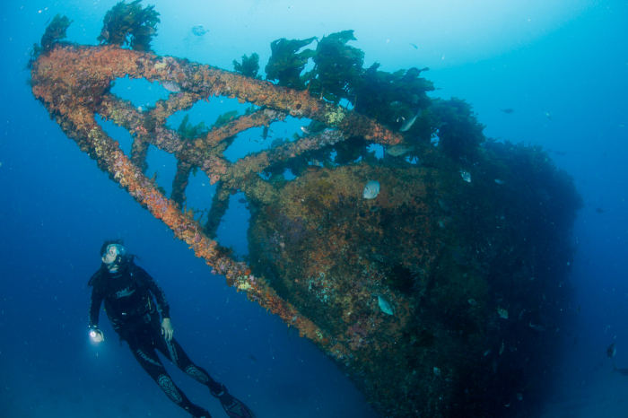 Bay Of Islands New Zealand Scuba Diving 15