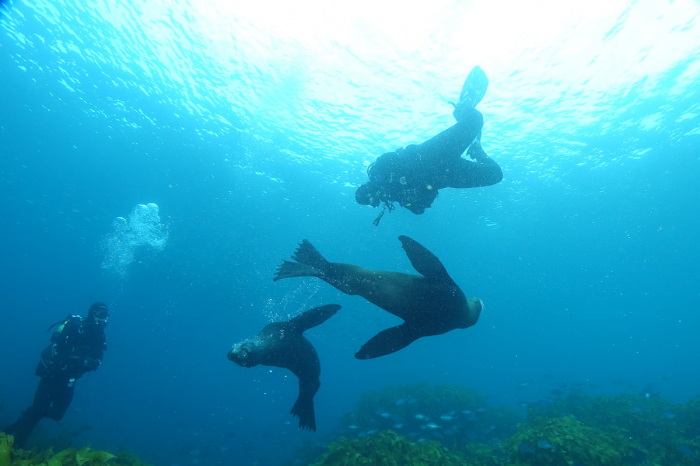 Paihia Dive Bay Of Islands New Zealand Scuba 4